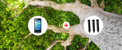 古代名樹因RFID而讓人熟知