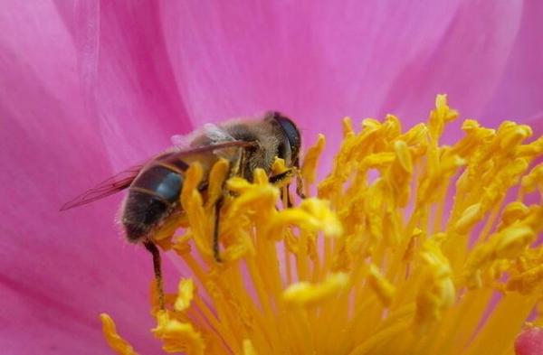   RFID技術應用于蜂蜜采集監控及預測天氣上